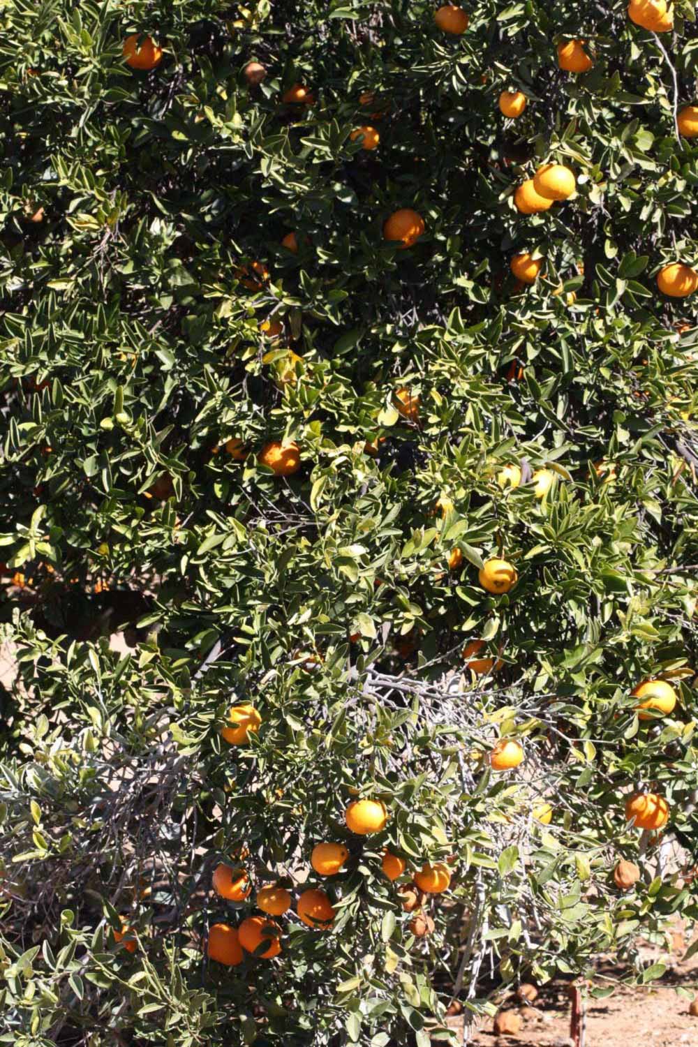              Habit (Riverside, CA)       